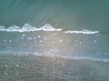 Sahilde karaya oturmuş denizanalarına yakın çekim, birden fazla denizanası.
