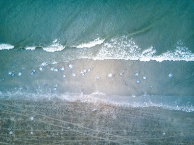 Sahilde karaya oturmuş denizanalarına yakın çekim, birden fazla denizanası.