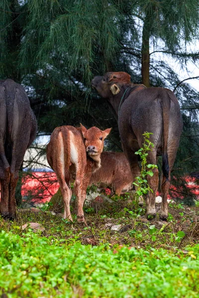 Detailní Záběr Stáda Buvolů Krmících Moře Staré Krávy Telat — Stock fotografie