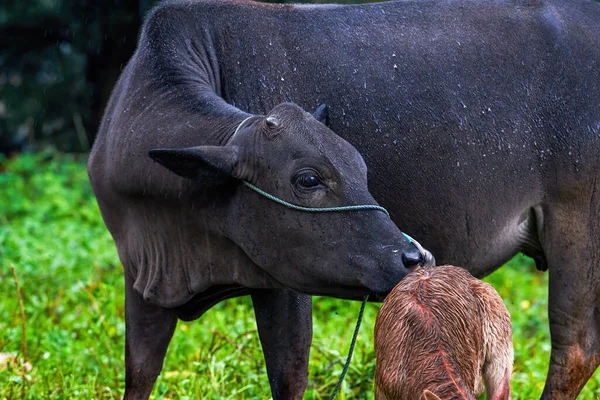 Close Uma Manada Búfalos Alimentando Pelo Mar Vaca Velha Bezerro — Fotografia de Stock