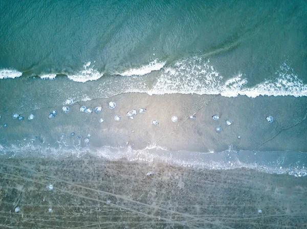 Close Jellyfish Jellyfish Stranded Beach Multiple Jellyfish — Stock Photo, Image