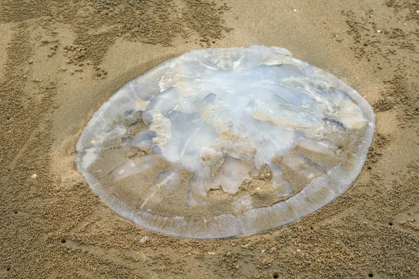 Gros Plan Méduses Échouées Sur Plage Méduses Multiples — Photo