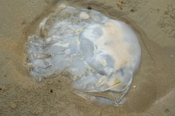 Gros Plan Méduses Échouées Sur Plage Méduses Multiples — Photo