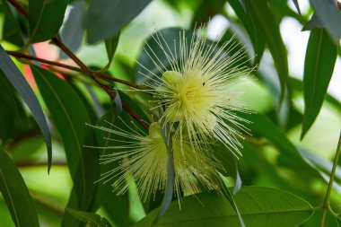 Çiçek açan sarı bir gül çiçeği, ayrılmaz bir şekilde bağlanmış.