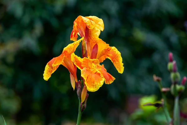 Цветущий Оранжево Красный Цветок Канны Canna Indica — стоковое фото