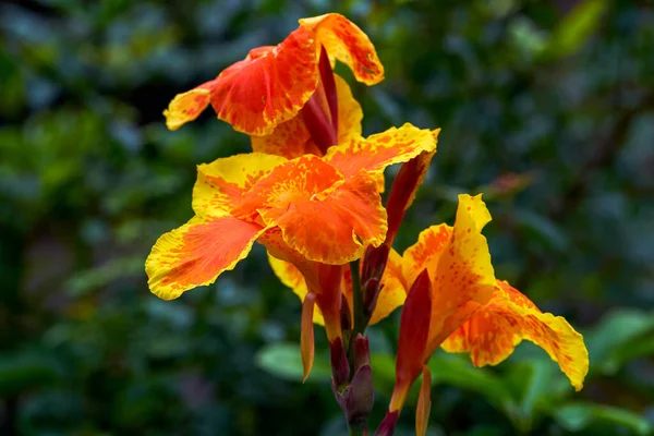 Цветущий Оранжево Красный Цветок Канны Canna Indica — стоковое фото