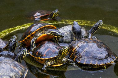 Havuzdaki bir grup alev kaplumbağasının yakın çekimi.