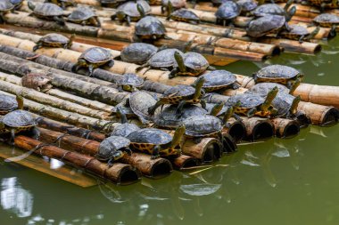 Bir grup su kaplumbağası kaplumbağa havuzunda bambu salında toplanıyor.