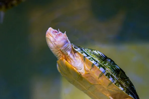 Крупный План Водяной Черепахи Резервуаре — стоковое фото