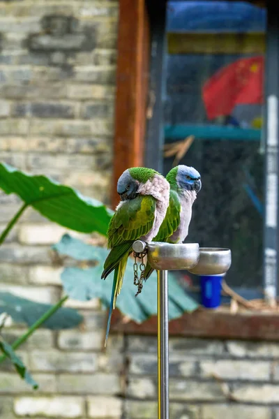 Kilka Cute Kolorowe Papugi Makaws Zbliżenie — Zdjęcie stockowe