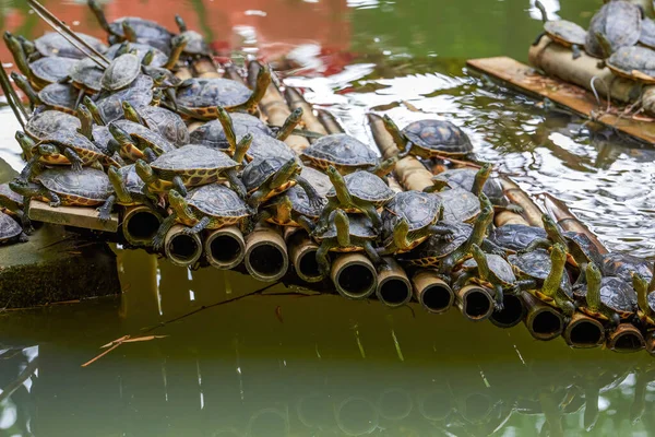 A group of water turtles gather on a bamboo raft in the turtle pond