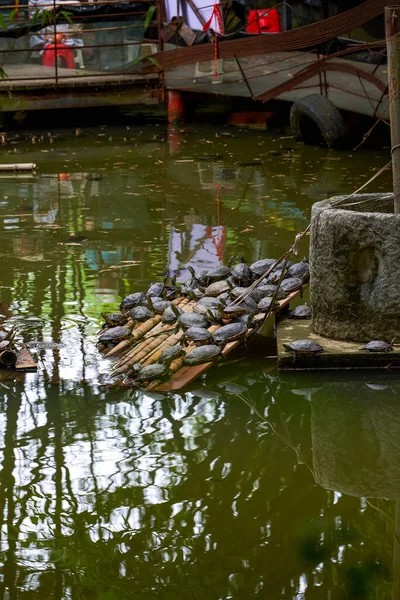 Grupo Tartarugas Aquáticas Reúnem Uma Jangada Bambu Lagoa Tartarugas — Fotografia de Stock