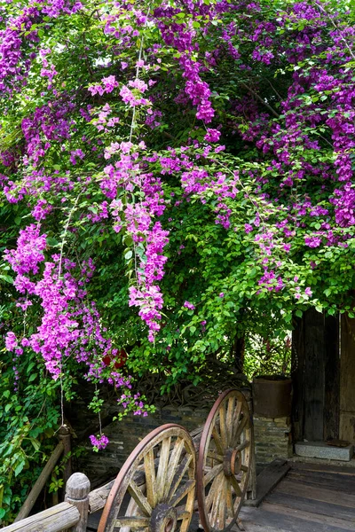 Bougainvillea Fleurissant Sur Couloir Riverain — Photo