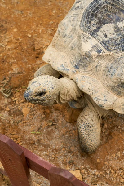 Großaufnahme Einer Riesenschildkröte Der Sulcata Schildkröte — Stockfoto