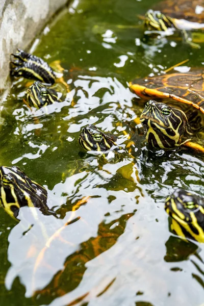 Nahaufnahme Einer Gruppe Flammenschildkröten Pool — Stockfoto
