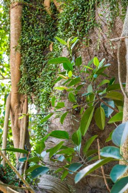 Yüzyıllık banyan ağacının gövdesine yakın çekim