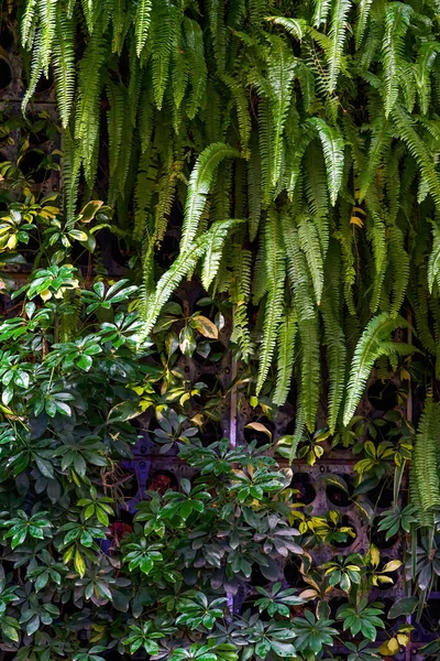 Современная Свадебная Сцена Зеленые Растения Сшивание Фона — стоковое фото