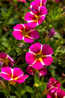 Phnom Penh 'in açtığı bir sabah zaferi kümesinin yakın çekimi.