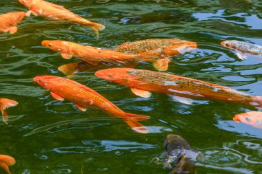 Süslü balık havuzunda renkli koi balığı sürüleri