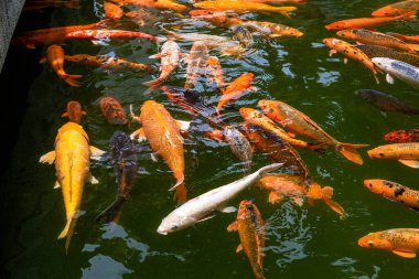 Süslü balık havuzunda renkli koi balığı sürüleri