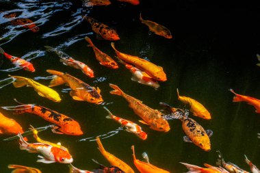 Süslü balık havuzunda renkli koi balığı sürüleri