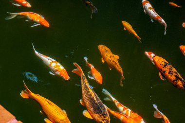 Süslü balık havuzunda renkli koi balığı sürüleri