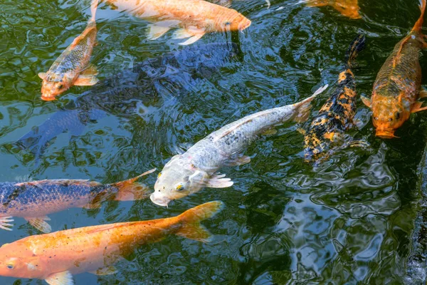 Koi Berwarna Warni Dan Ikan Mas Kolam Ikan Hias — Stok Foto