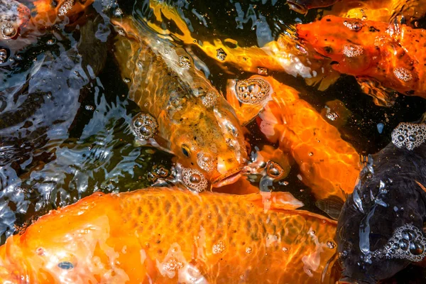 Colorful Schools Koi Goldfish Ornamental Fish Pond — Stock Photo, Image