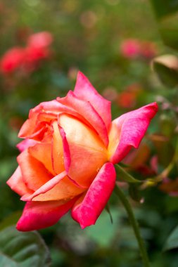 Çiçek açan kırmızı bir gülün yakın çekimi, gül çiçeği