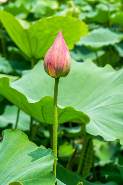 Close-up of a lotus flower bud that is about to bloom, lotus leaf lotus pond