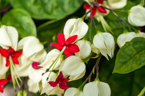 赤と白の龍の唾を吐くビードの花の束 — ストック写真