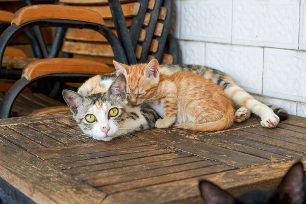 Roztomilá Oranžová Čínská Pastorální Kočka Kotě Domácí Kočka — Stock fotografie