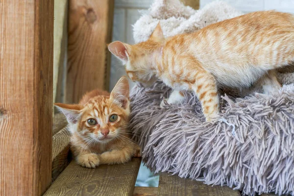 A cute orange Chinese pastoral cat, kitten, domestic cat