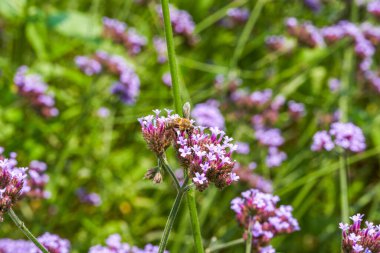 A bee gathers nectar on a purple lavender flower