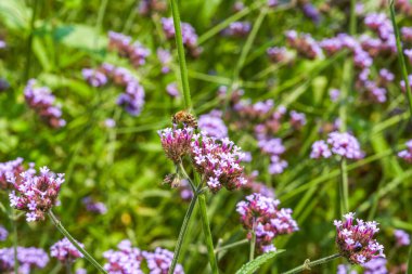 A bee gathers nectar on a purple lavender flower