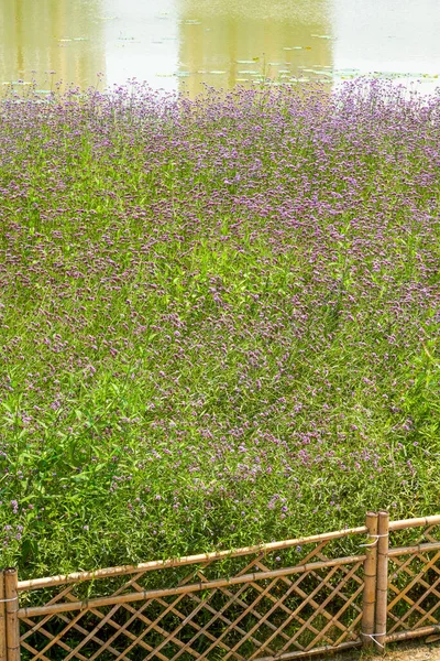 大きな紫色のラベンダーの花のクローズアップ — ストック写真