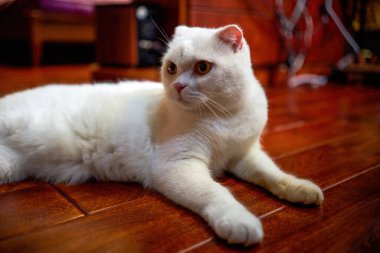 Close-up of a cute white british shorthair cat, pet cat