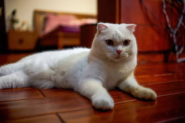 Close Cute White British Shorthair Cat Pet Cat — Stok fotoğraf