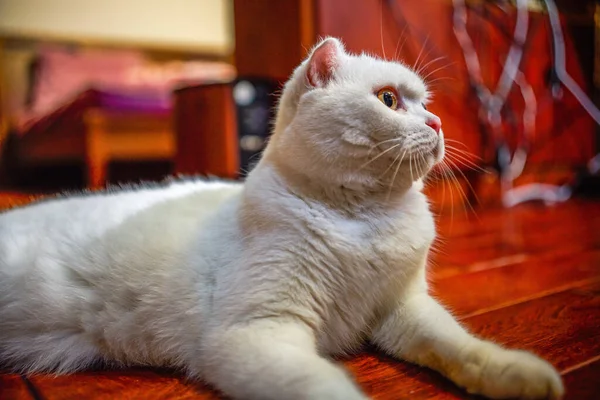 Zbliżenie Słodkie Biały Brytyjski Krystaliczny Kot Zwierzę Kot — Zdjęcie stockowe