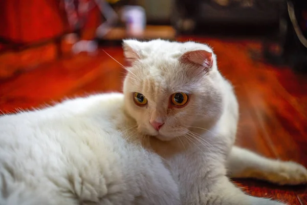 Close Gato Curto Britânico Branco Bonito Gato Estimação — Fotografia de Stock