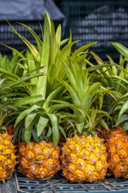 Tropical fruit, ripe big pineapple pineapple close-up