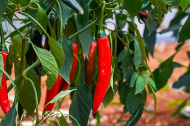 The pepper trees on the farm are full of Chili pepper fruits, red pepper