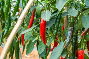 The pepper trees on the farm are full of Chili pepper fruits, red pepper