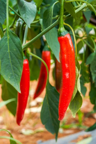 The pepper trees on the farm are full of Chili pepper fruits, red pepper