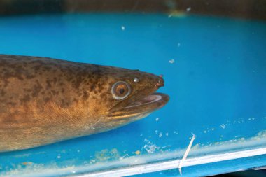 Çiftlik göletindeki vahşi yılan balığının yakın çekimi