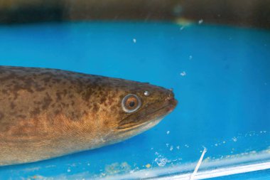 Çiftlik göletindeki vahşi yılan balığının yakın çekimi