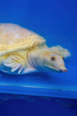 Vahşi bir çiftlik kaplumbağasının yakın çekimi.