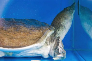 Vahşi bir çiftlik kaplumbağasının yakın çekimi.