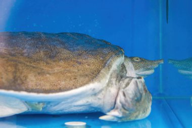 Vahşi bir çiftlik kaplumbağasının yakın çekimi.