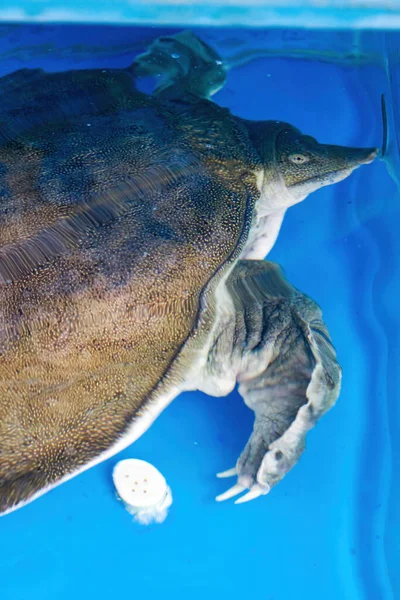 Vahşi bir çiftlik kaplumbağasının yakın çekimi.